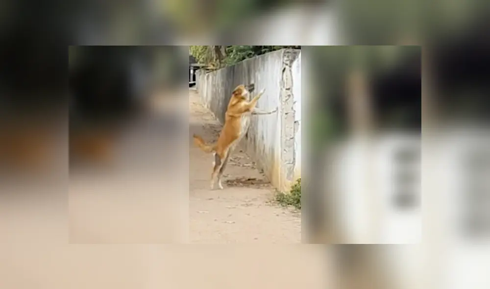 Desliza para ver los detalles del video viral publicado en YouTube. Foto: Captura. Desliza para ver los detalles del video viral publicado en YouTube. Foto: Captura.