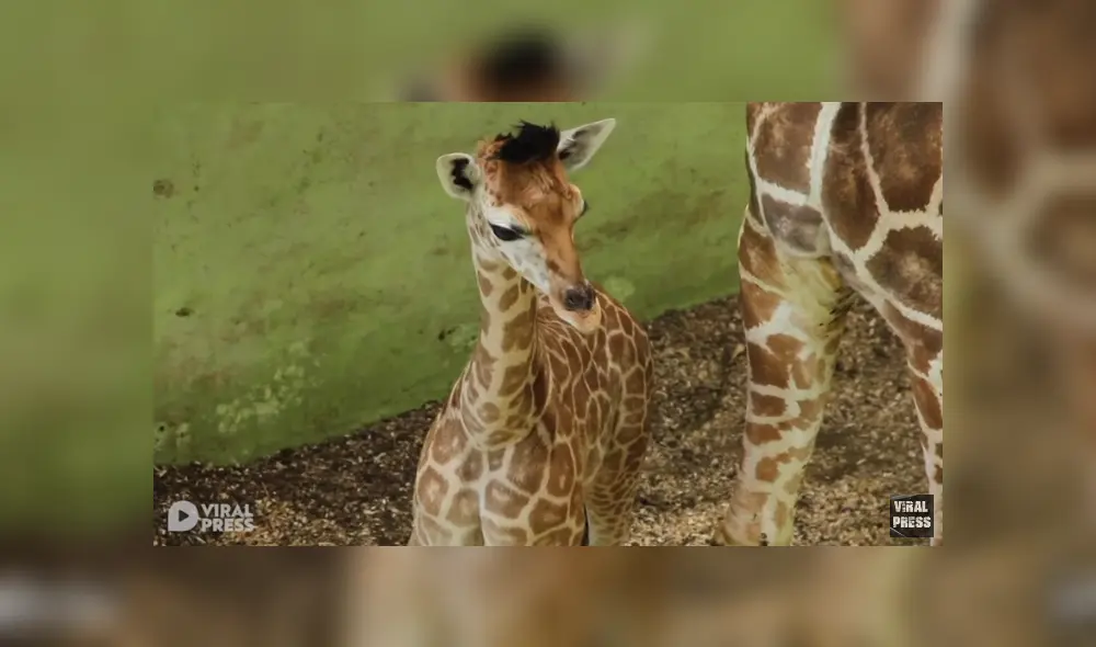 Desliza para ver los detalles de este video viral publicado en YouTube. Foto: Captura. Desliza para ver los detalles de este video viral publicado en YouTube. Foto: Captura.