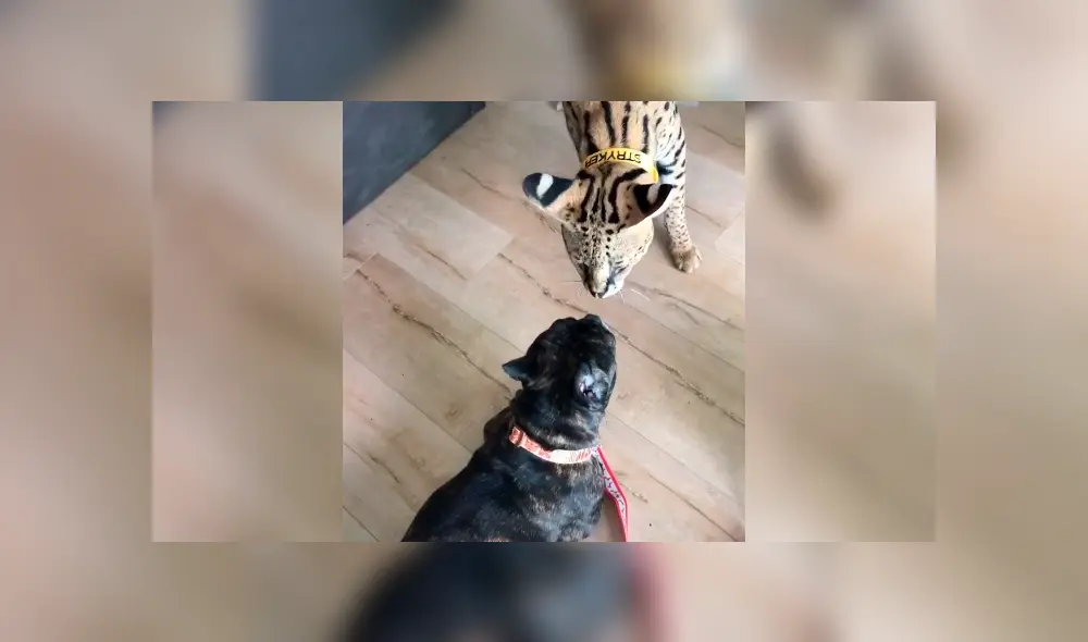 Desliza la imagen compartida en YouTube para verlas todas.