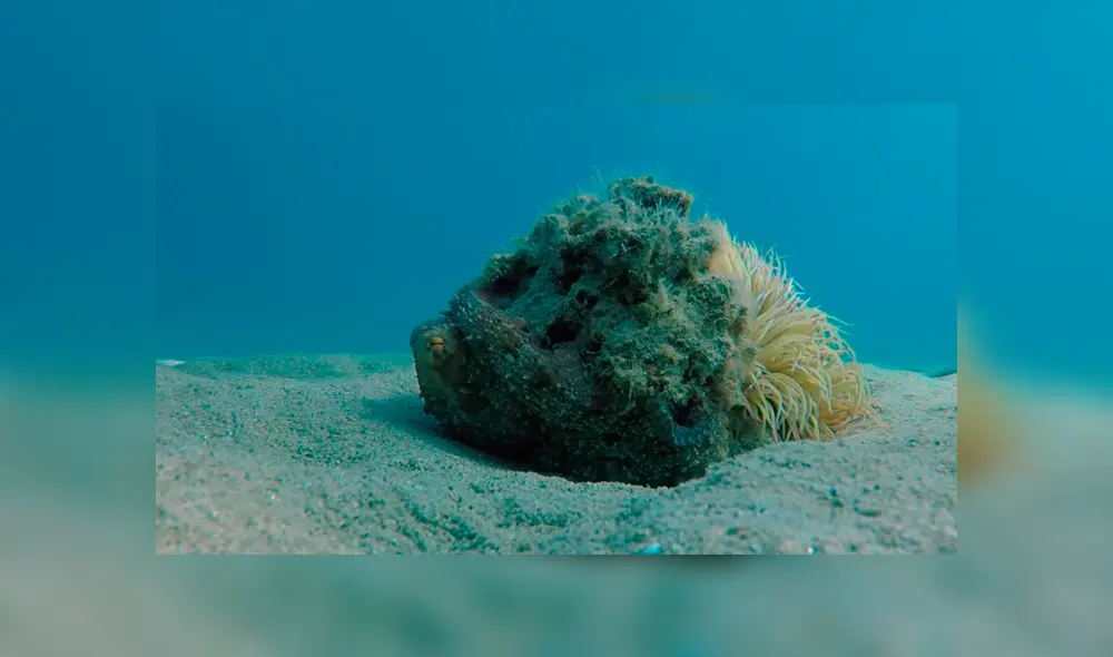 YouTube viral: Buzo queda aterrado al descubrir una misteriosa criatura marina que parece una roca [VIDEO]