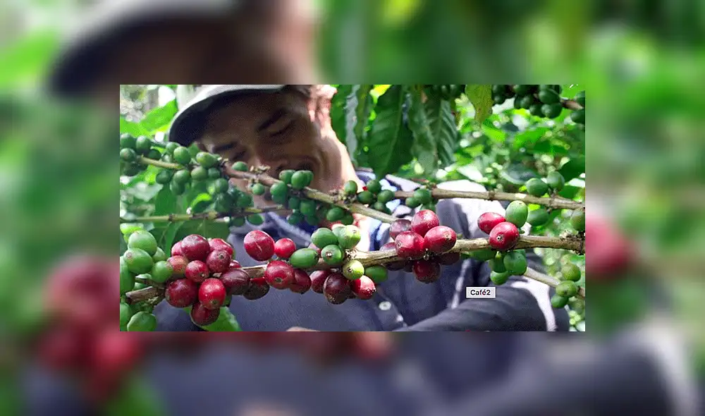 Advierten que el MEF y Minagri abandonan al sector cafetalero Advierten que el MEF y Minagri abandonan al sector cafetalero