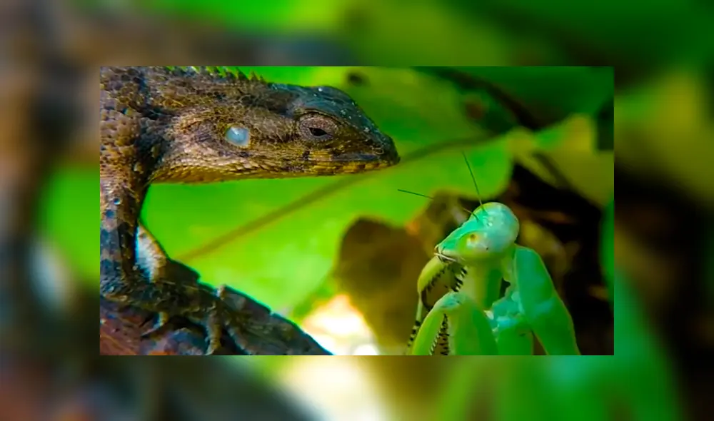 Un video viral muestra la feroz batalla que tuvieron un lagarto y una mantis religiosa. Un video viral muestra la feroz batalla que tuvieron un lagarto y una mantis religiosa.