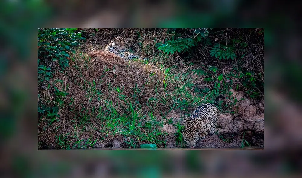 Habían dos jaguares en la escena, pero solo uno cogió la botella. Foto: Daily Mail Habían dos jaguares en la escena, pero solo uno cogió la botella. Foto: Daily Mail