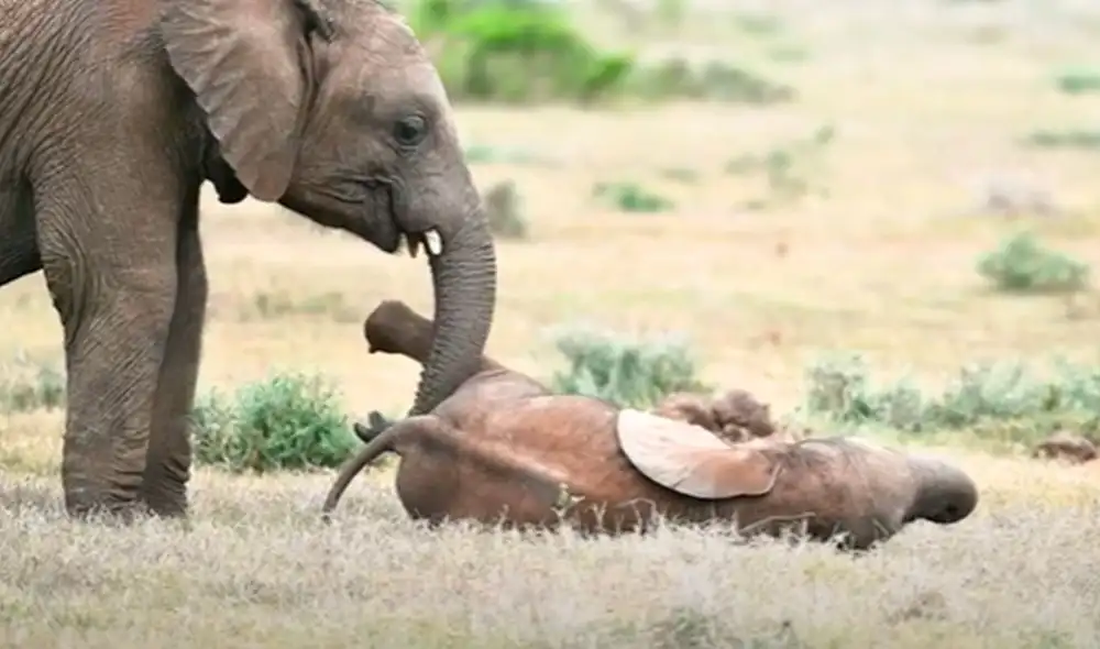 Desliza las imágenes para apreciar el conmovedor gesto que tuvo un elefante con su pequeño ‘hermano’. Foto: Caters Clips
