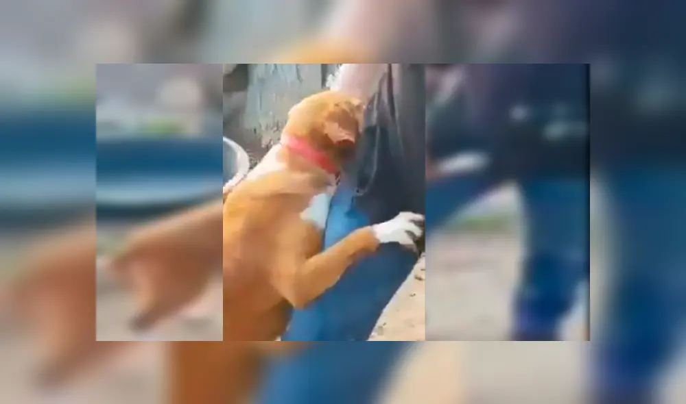 Video es viral en Facebook. Periodista fue sorprendido por la conmovedora conducta de un can cuando acudió a un refugio de perros abandonados para realizar un reportaje