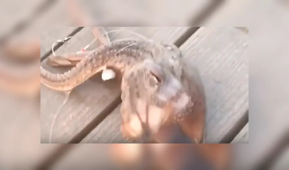 Desliza hacia la izquierda para ver el aspecto aterrador de la criatura que se viralizó en YouTube. Desliza hacia la izquierda para ver el aspecto aterrador de la criatura que se viralizó en YouTube.