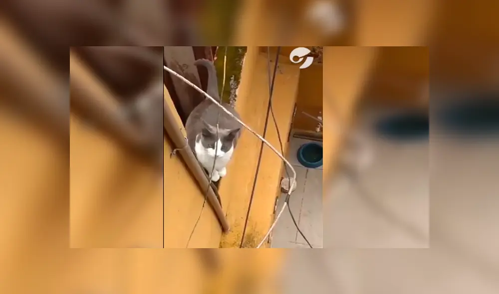 En Facebook, una mujer imitó el sonido de un gato callejero y no imaginó que este iba invadir su hogar. En Facebook, una mujer imitó el sonido de un gato callejero y no imaginó que este iba invadir su hogar.