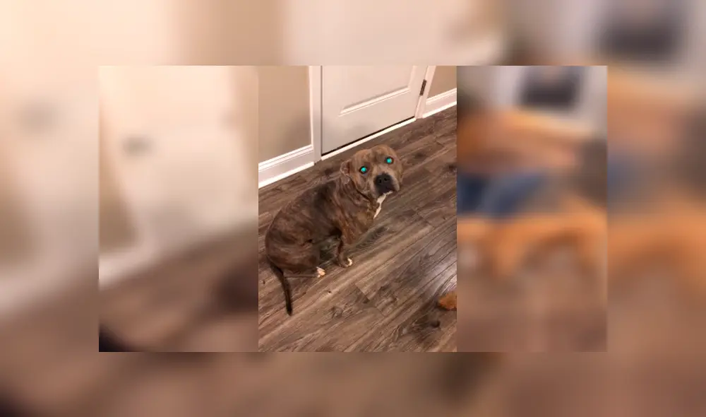 En Facebook, un perro aprovechó la distracción de su dueña para salir de casa y al regresar fue regañado.