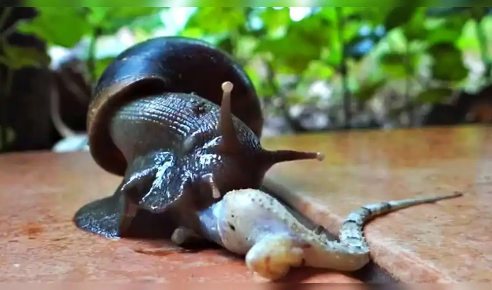Facebook Viral: Cibernautas quedaron aterrados luego de ver como caracol gigante devoró a lagartija [VIDEO]