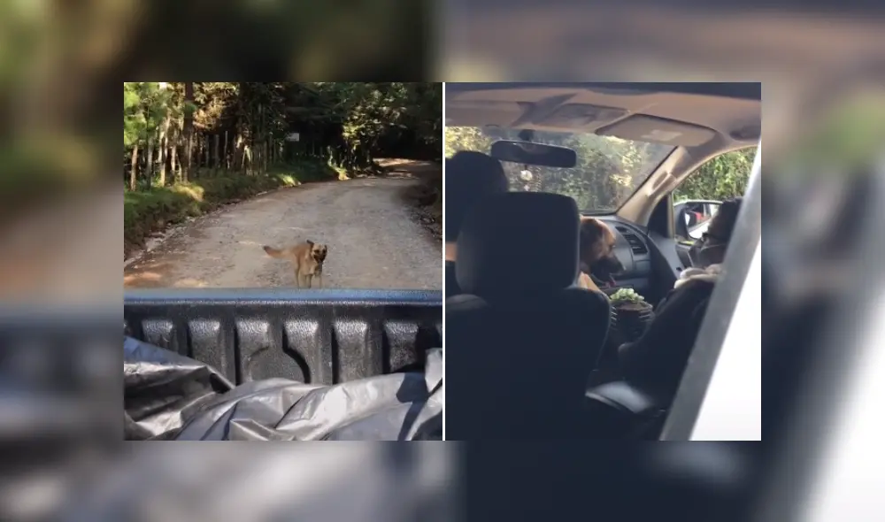 Desliza las imágenes para ver más detalles del noble gesto de esta familia que adoptó a un perro callejero. (Foto: captura /TikTok / @inefable92)