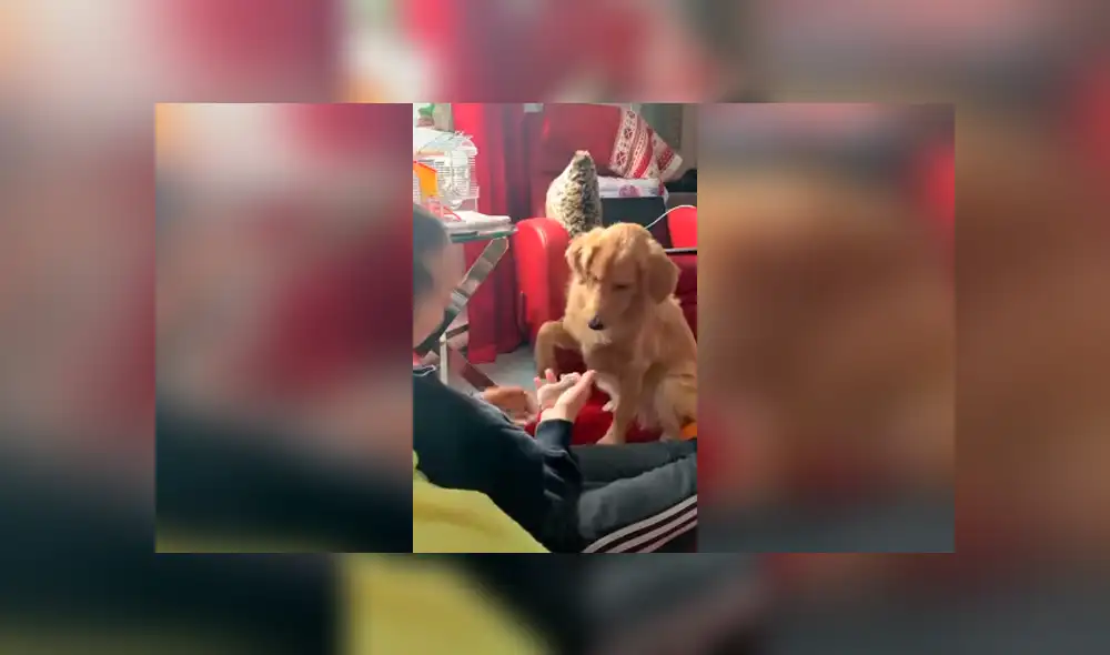 Desliza las imágenes para apreciar el conmovedor comportamiento de un perro al tener cerca un ratón. Desliza las imágenes para apreciar el conmovedor comportamiento de un perro al tener cerca un ratón.