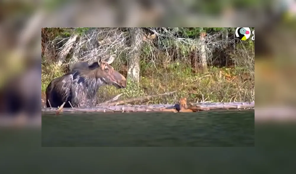 Desliza hacia la izquierda para ver las imágenes del viral de YouTube. Foto: El Dodo.