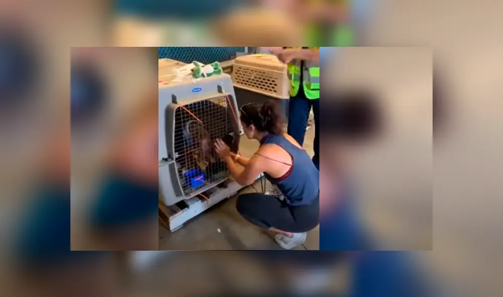 Desliza hacia la izquierda para ver más del video viral. Fotocaptura: YouTube Desliza hacia la izquierda para ver más del video viral. Fotocaptura: YouTube