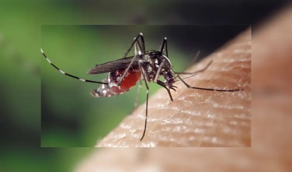 Mosquito transmisor del dengue.