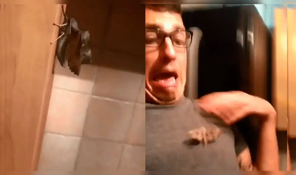Instagram: Halla enorme polilla en su casa, decide grabarla pero todo se sale de control [VIDEO]