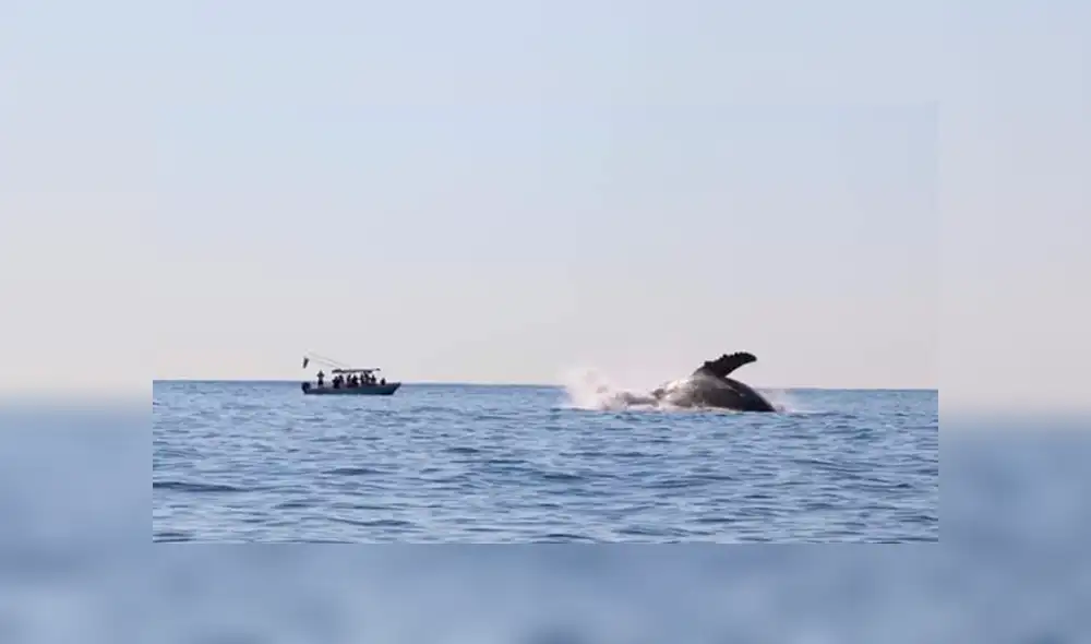 Se pronostica que serán alrededor de 300 mamíferos que pasarán por la costa de Oaxaca. (FOTO: Twitter) Se pronostica que serán alrededor de 300 mamíferos que pasarán por la costa de Oaxaca. (FOTO: Twitter)
