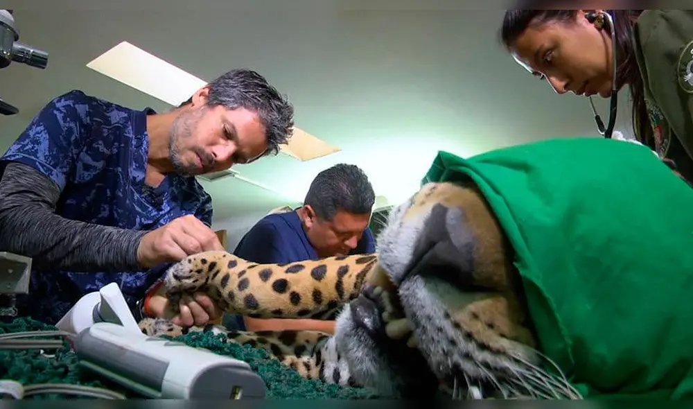 Pancho Cavero revela nombre y diagnóstico de 'Perrovaca' [VIDEO] 