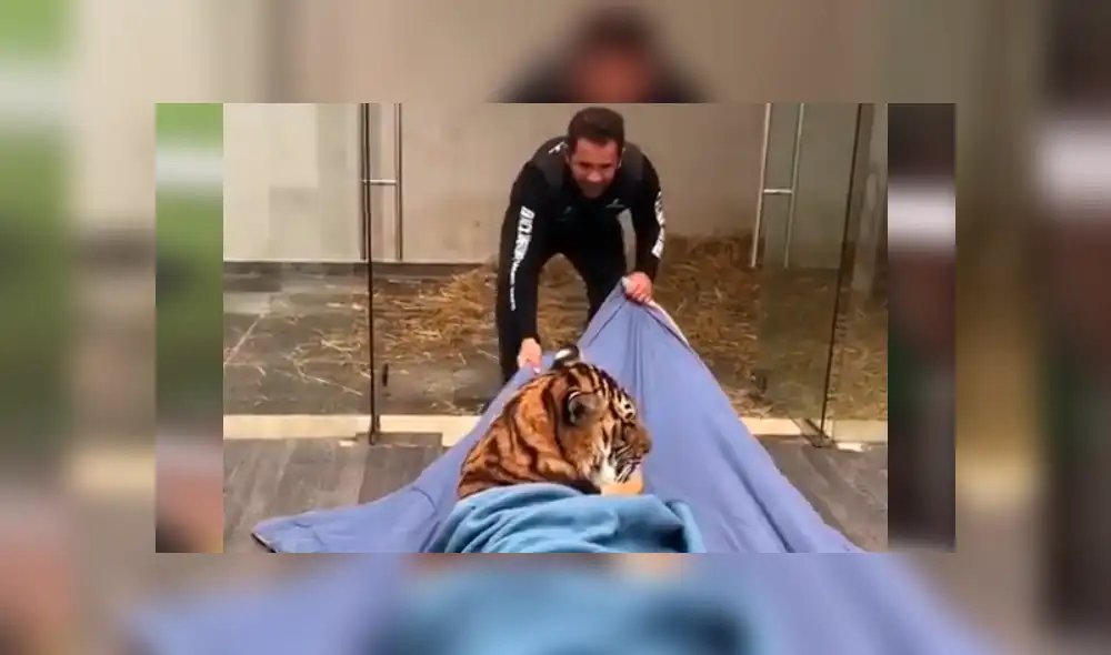 Video viral en Facebook. Cuidador arrastra a tigre dentro de santuario.
