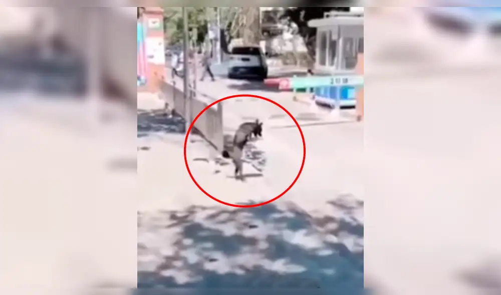 Facebook: Perro que camina en dos patas conmueve al mundo con su desgarradora historia [VIDEO]