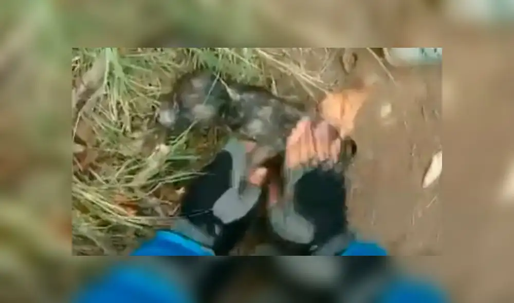 Facebook: conmueve el dramático rescate a un cachorro que se ahogaba [VIDEO]