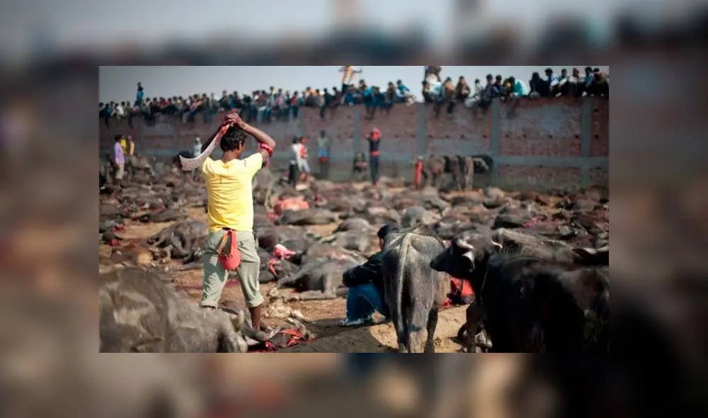 La matanza de animales honra a la diosa Gadhimai, según el hinduismo. Foto: Difusión La matanza de animales honra a la diosa Gadhimai, según el hinduismo. Foto: Difusión