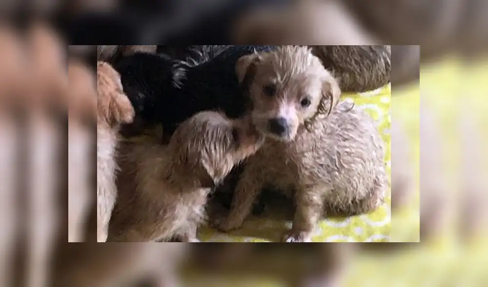 Once cachorros recién nacidos fueron abandonados en bolsas de basura [FOTOS Y VIDEO]