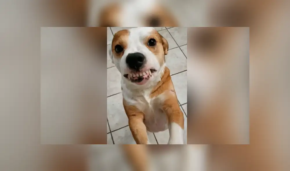 Facebook viral: intenta hacer sonreír a su perro y se lleva terrible susto Facebook viral: intenta hacer sonreír a su perro y se lleva terrible susto
