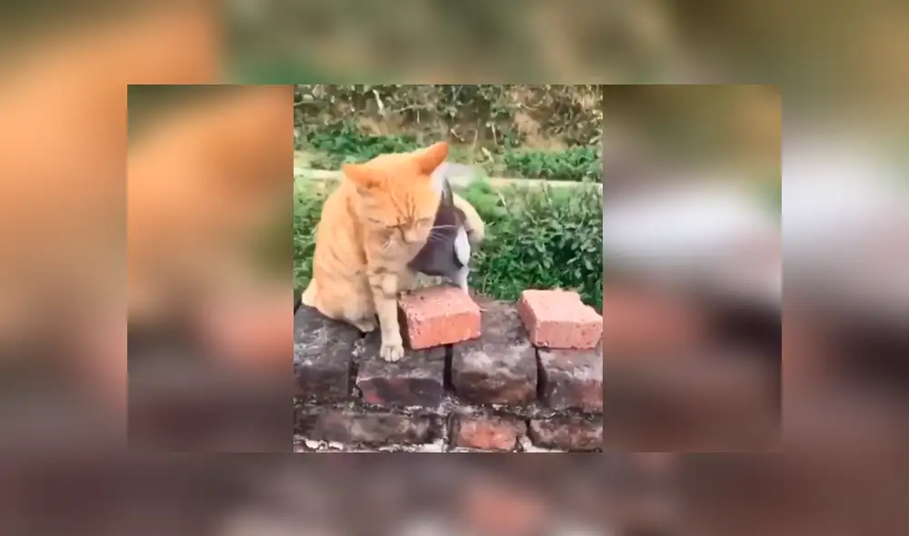 Desliza para ver el desenlace del video viral de Facebook. Foto: Captura. Desliza para ver el desenlace del video viral de Facebook. Foto: Captura.