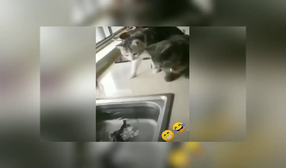 A través de Facebook se hizo viral el divertido momento en que pez intenta atacar a dos curiosos gatos. A través de Facebook se hizo viral el divertido momento en que pez intenta atacar a dos curiosos gatos.