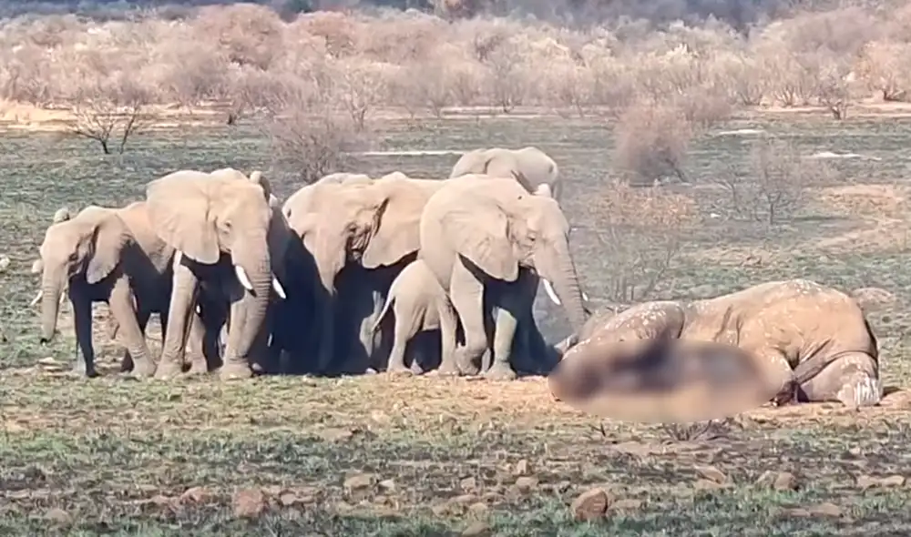 Los elefantes mueren principalmente por la caza de los humanos. Foto: Kruger Sightings / YouTube Los elefantes mueren principalmente por la caza de los humanos. Foto: Kruger Sightings / YouTube