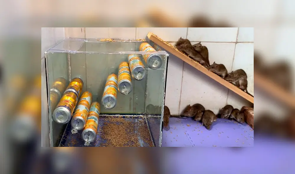 En YouTube, un chico sorprendió con un peculiar método para capturar ratones de una manera sencilla. En YouTube, un chico sorprendió con un peculiar método para capturar ratones de una manera sencilla.