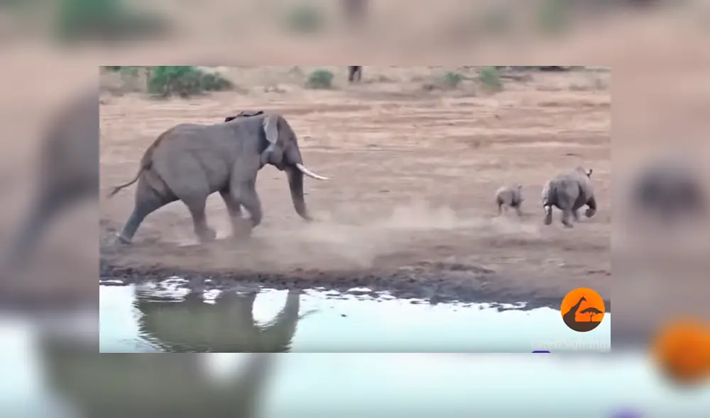 Desliza las imágenes de Facebook hacia la izquierda para ver el desenlace de la brutal pelea entre una mamá rinoceronte y un feroz elefante. Desliza las imágenes de Facebook hacia la izquierda para ver el desenlace de la brutal pelea entre una mamá rinoceronte y un feroz elefante.
