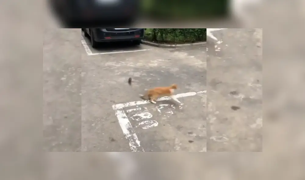 Video es viral en YouTube. Residentes de un vecindario se percataron de la insólita escena protagonizada por el roedor y el felino, y no dudaron en grabarla. Fotocaptura: Instagram Video es viral en YouTube. Residentes de un vecindario se percataron de la insólita escena protagonizada por el roedor y el felino, y no dudaron en grabarla. Fotocaptura: Instagram
