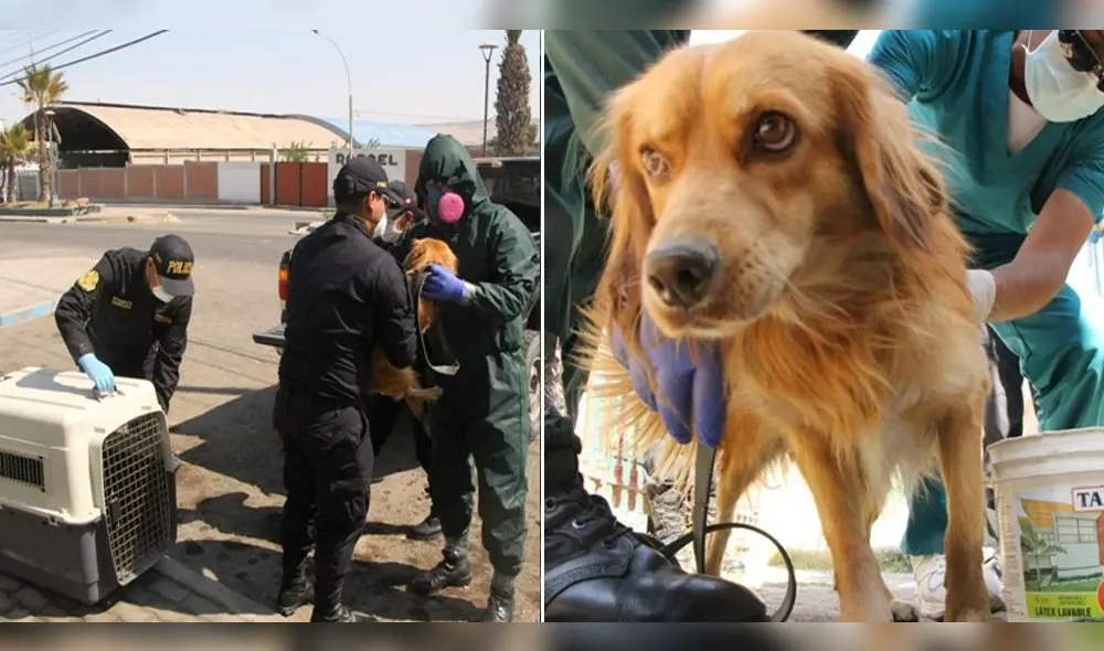Comisaría de Pocollay, que adoptó al animal, entró en cuarentena. Comisaría de Pocollay, que adoptó al animal, entró en cuarentena.