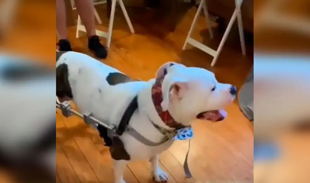 Desliza las imágenes para ver la conmovedora reacción de un perro con discapacidad al tener su nueva silla de ruedas. Foto: captura de Facebook