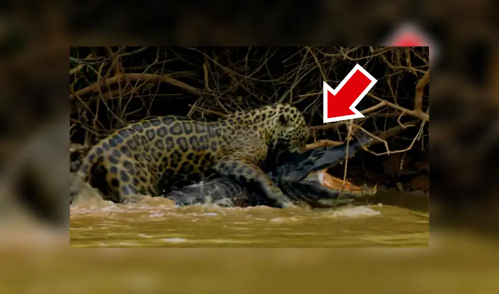YouTube viral: Jaguar se pelea con gigantesco cocodrilo en lago y desenlace es trágico [VIDEO] 
