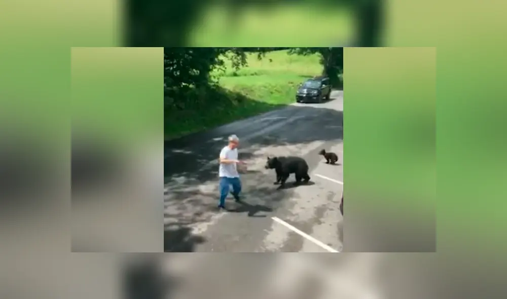 Hombre se acerca a osos bebés, llega su madre y lo pone en su sitio [VIDEO] 