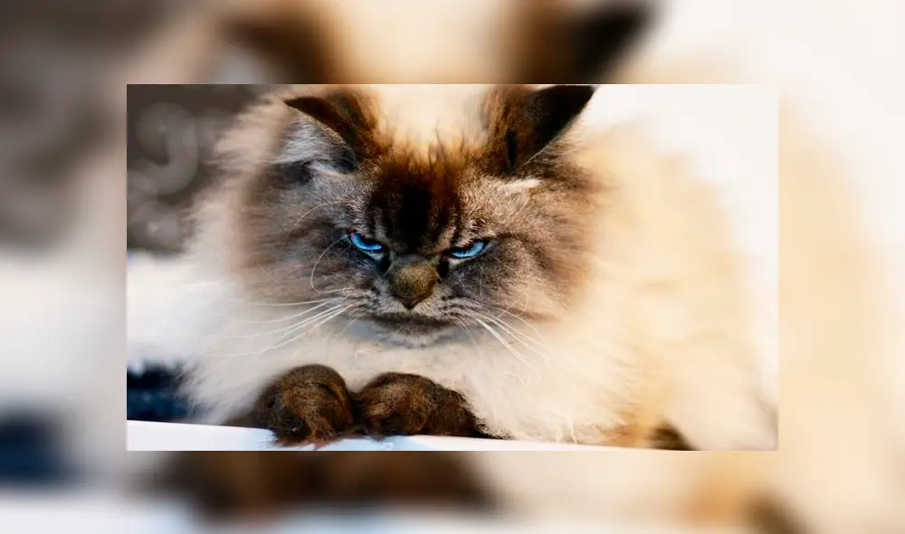 Desliza para ver todas las imágenes de Facebook. Foto: merlinragdoll