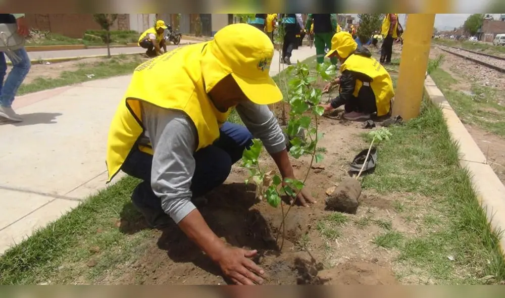 Sentenciados sembraron 500 árboles en Juliaca.