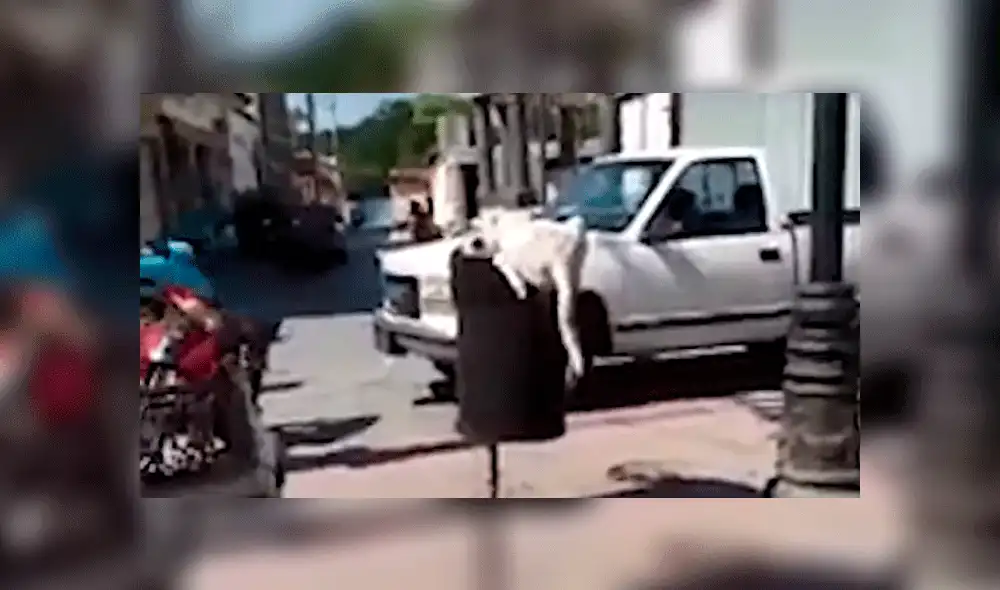 Hombre corta cola a perro que buscaba comida en un tacho de basura