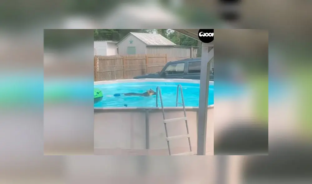 Desliza las imágenes para ver el momento en que un travieso perro aprovechó la piscina que sus dueños no podían usar por la cuarentena. Foto: Woof Woof Desliza las imágenes para ver el momento en que un travieso perro aprovechó la piscina que sus dueños no podían usar por la cuarentena. Foto: Woof Woof