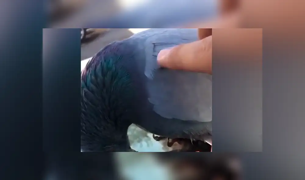 Facebook viral: paloma se duerme sobre un auto y dueño la despierta de la peor forma [VIDEO]