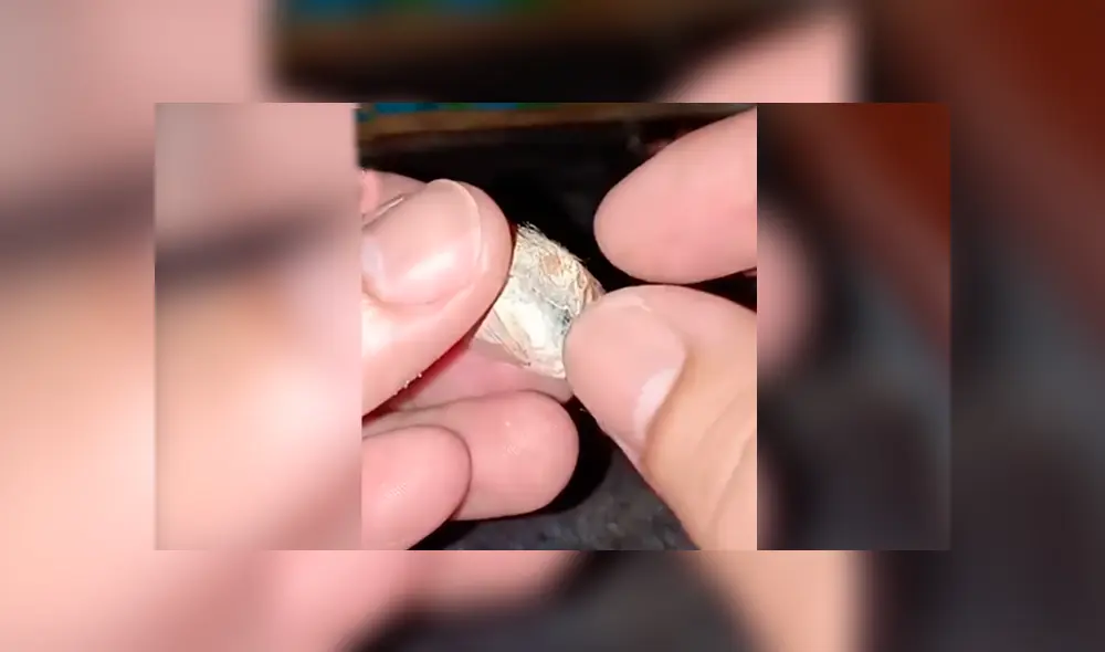 YouTube viral: joven encuentra extraña ‘bolsa’, la abre y descubre cientos de criaturas bebés en su interior