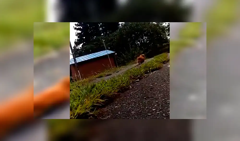 En Facebook, un chico paseaba con su perro y fingió desmayarse para ver la reacción de su mascota.