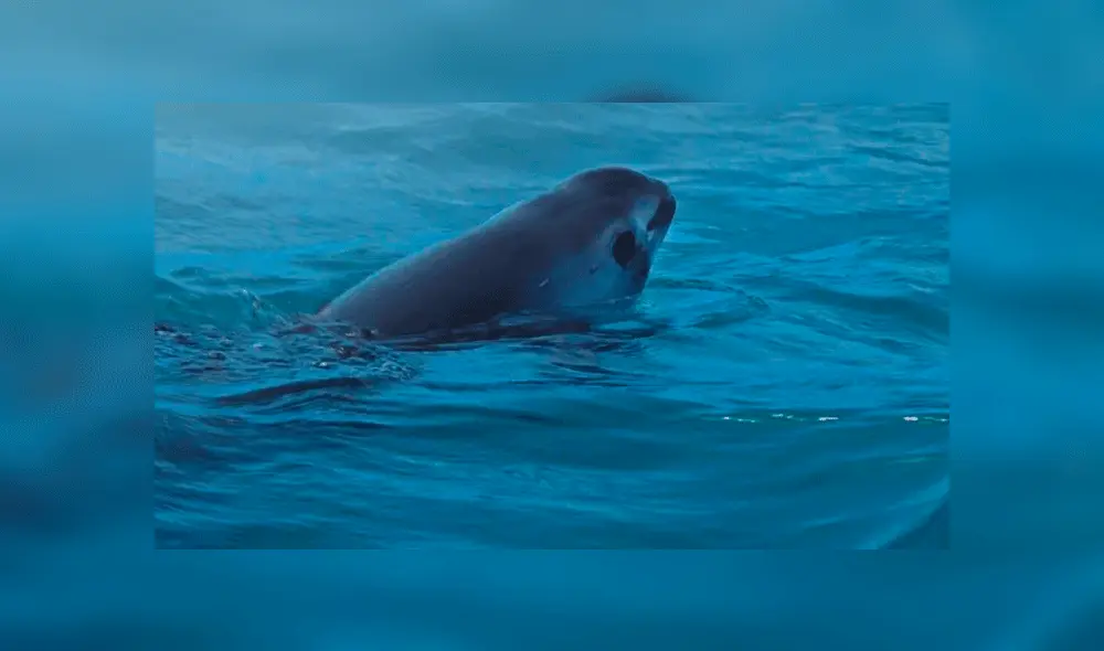 Ante peligro de extinción buscarán clonar a la vaquita marina