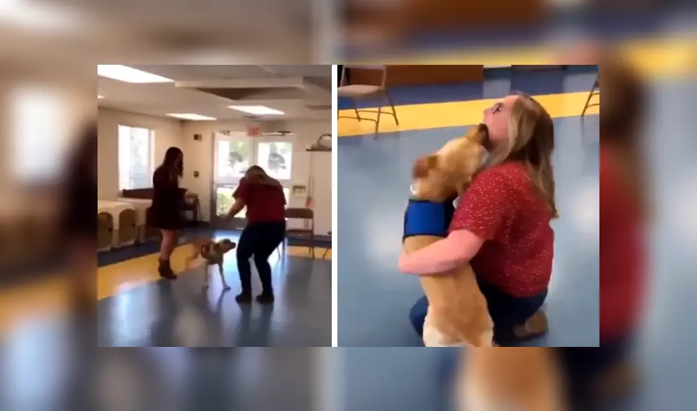 En YouTube, un perro lazarillo olvidó su entrenamiento cuando volvió a ver a su profesora, quien lo cuidó desde bebé. En YouTube, un perro lazarillo olvidó su entrenamiento cuando volvió a ver a su profesora, quien lo cuidó desde bebé.