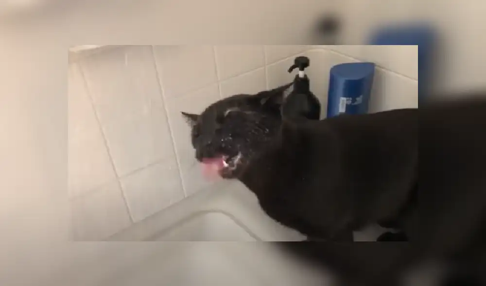 Desliza las imágenes para ver más de esta escena que se hizo viral en YouTube. Desliza las imágenes para ver más de esta escena que se hizo viral en YouTube.