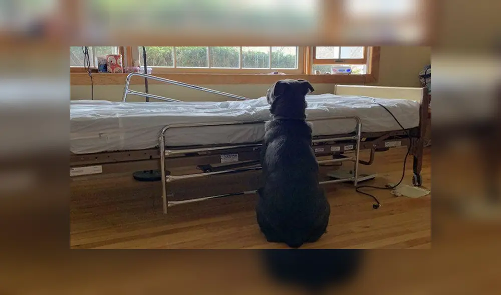 En Facebook, un perro miró atento a la ventana con la ilusión que su dueño regrese, pero él ya había fallecido.