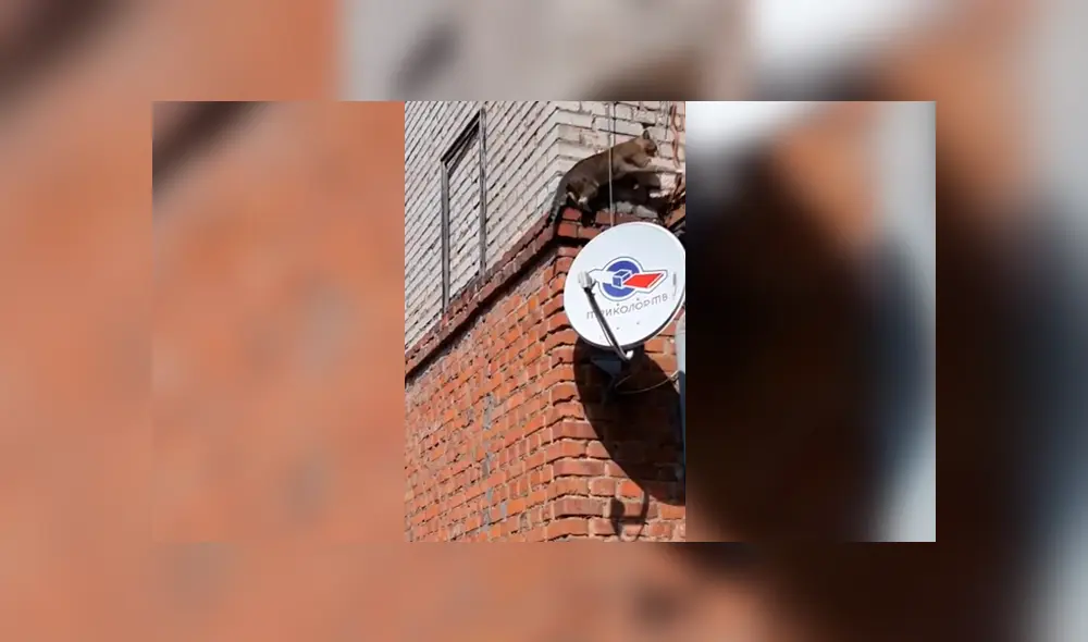 Facebook: Gato copia las técnicas de Spider-Man y logra lo imposible