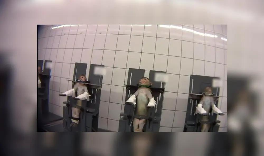 Monos colgados por el cuello y gatos con 13 extracciones de sangre: laboratorio de terroríficos experimentos [FOTOS] 